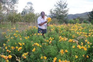 Atehortua picking flowers (Photo: Jenifer Rivera)